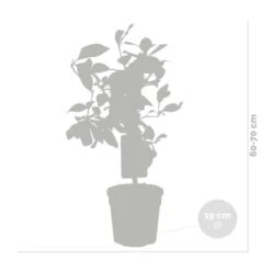 2x Citrus Limon - Citroenboom - ⌀19 Cm - ↕60-70 Cm 6 2x Citrus Limon - Citroenboom - ⌀19 Cm - ↕60-70 Cm -Goedkope Planten winkel 1000048551 0102