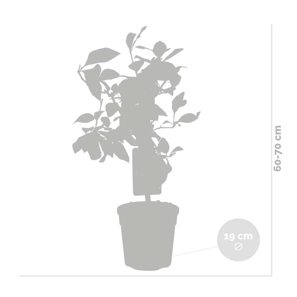 2x Citrus Limon - Citroenboom - ⌀19 Cm - ↕60-70 Cm 3 2x Citrus Limon - Citroenboom - ⌀19 Cm - ↕60-70 Cm - Afbeelding 3