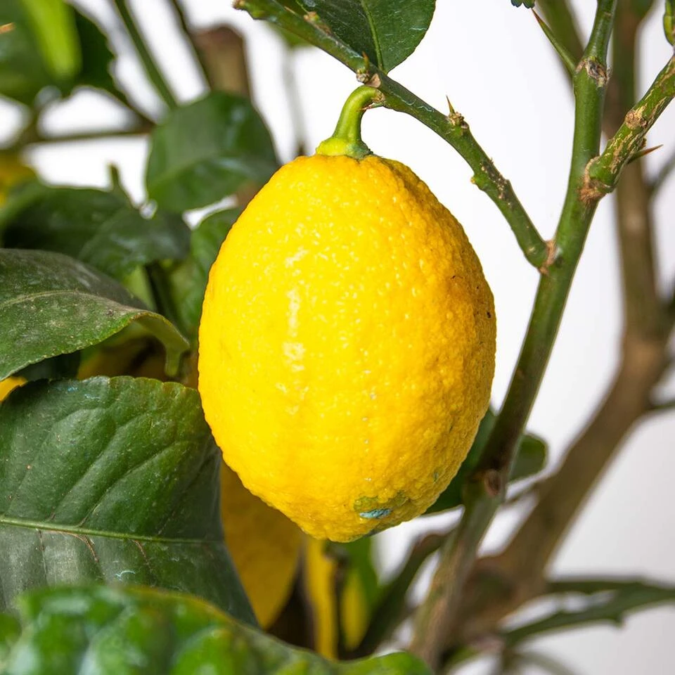 2x Citrus Limon - Citroenboom - ⌀19 Cm - ↕60-70 Cm 4 2x Citrus Limon - Citroenboom - ⌀19 Cm - ↕60-70 Cm - Afbeelding 4