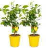 2x Citrus Limon - Citroenboom - ⌀19 Cm - ↕60-70 Cm