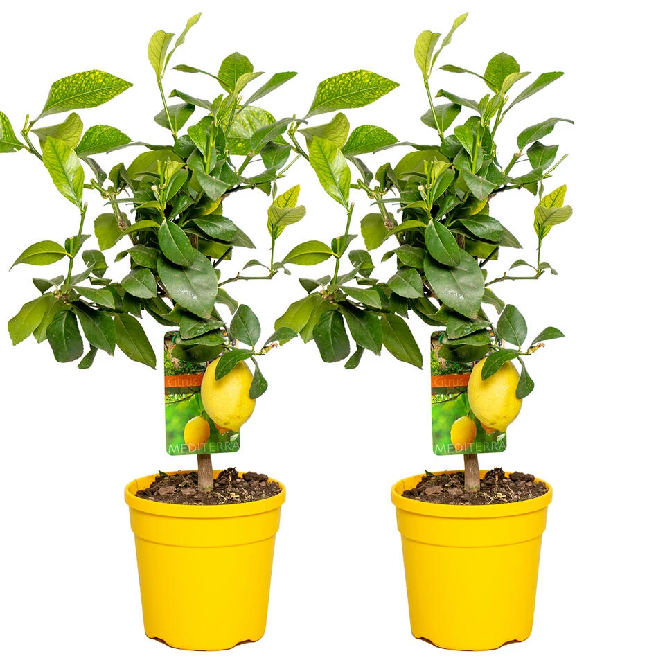 2x Citrus Limon - Citroenboom - ⌀19 Cm - ↕60-70 Cm 1 2x Citrus Limon - Citroenboom - ⌀19 Cm - ↕60-70 Cm