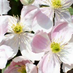 Clematis 'Fenne' – Bosrank – Pot 15 CM - Hoogte 60-70 CM -Goedkope Planten winkel 1000048562 0103