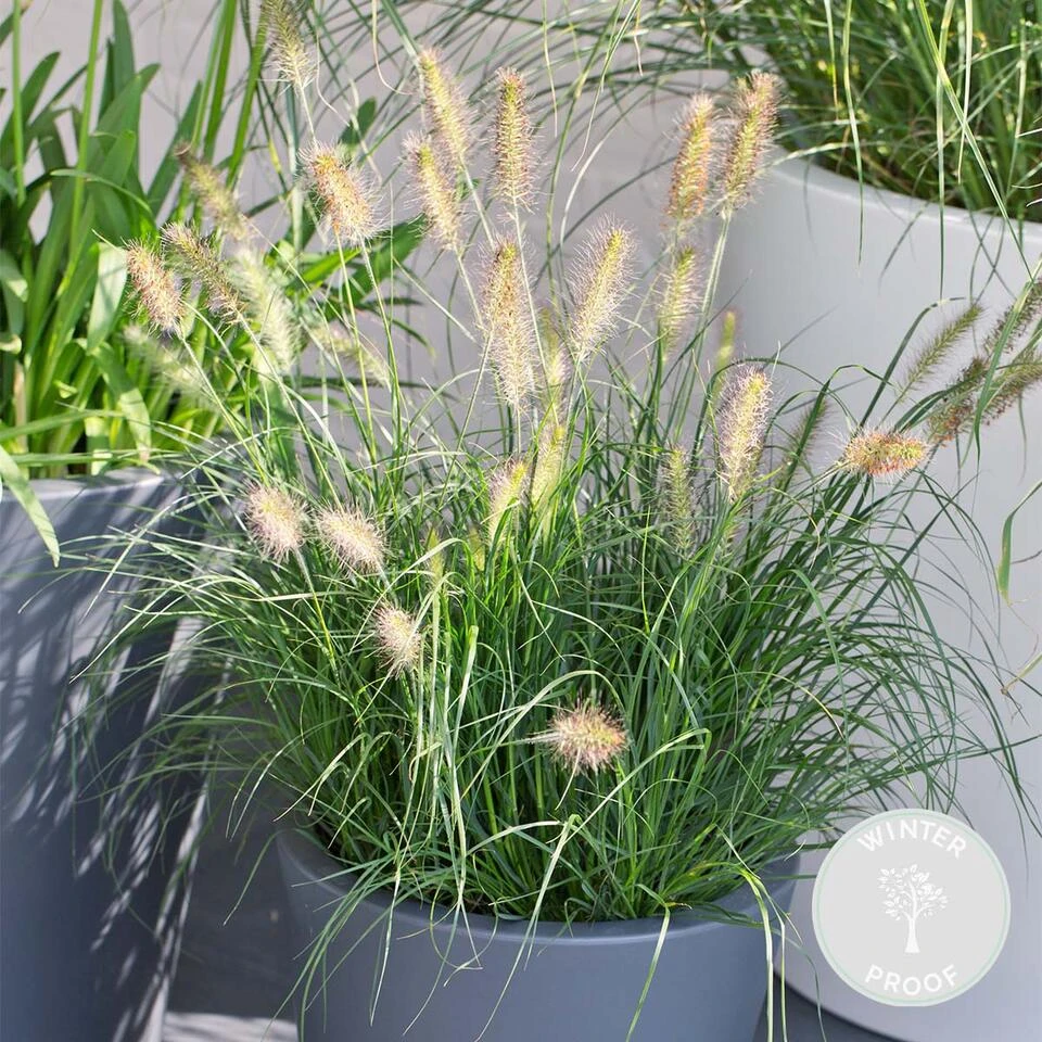 Pennisetum 'Hameln' – Lampenpoetsersgras – Pot 19 CM - Hoogte 35-45 CM 2 Pennisetum 'Hameln' – Lampenpoetsersgras – Pot 19 CM - Hoogte 35-45 CM - Afbeelding 2