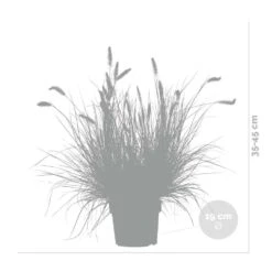 Pennisetum 'Hameln' – Lampenpoetsersgras – Pot 19 CM - Hoogte 35-45 CM 6 Pennisetum 'Hameln' – Lampenpoetsersgras – Pot 19 CM - Hoogte 35-45 CM -Goedkope Planten winkel 1000048602 0102