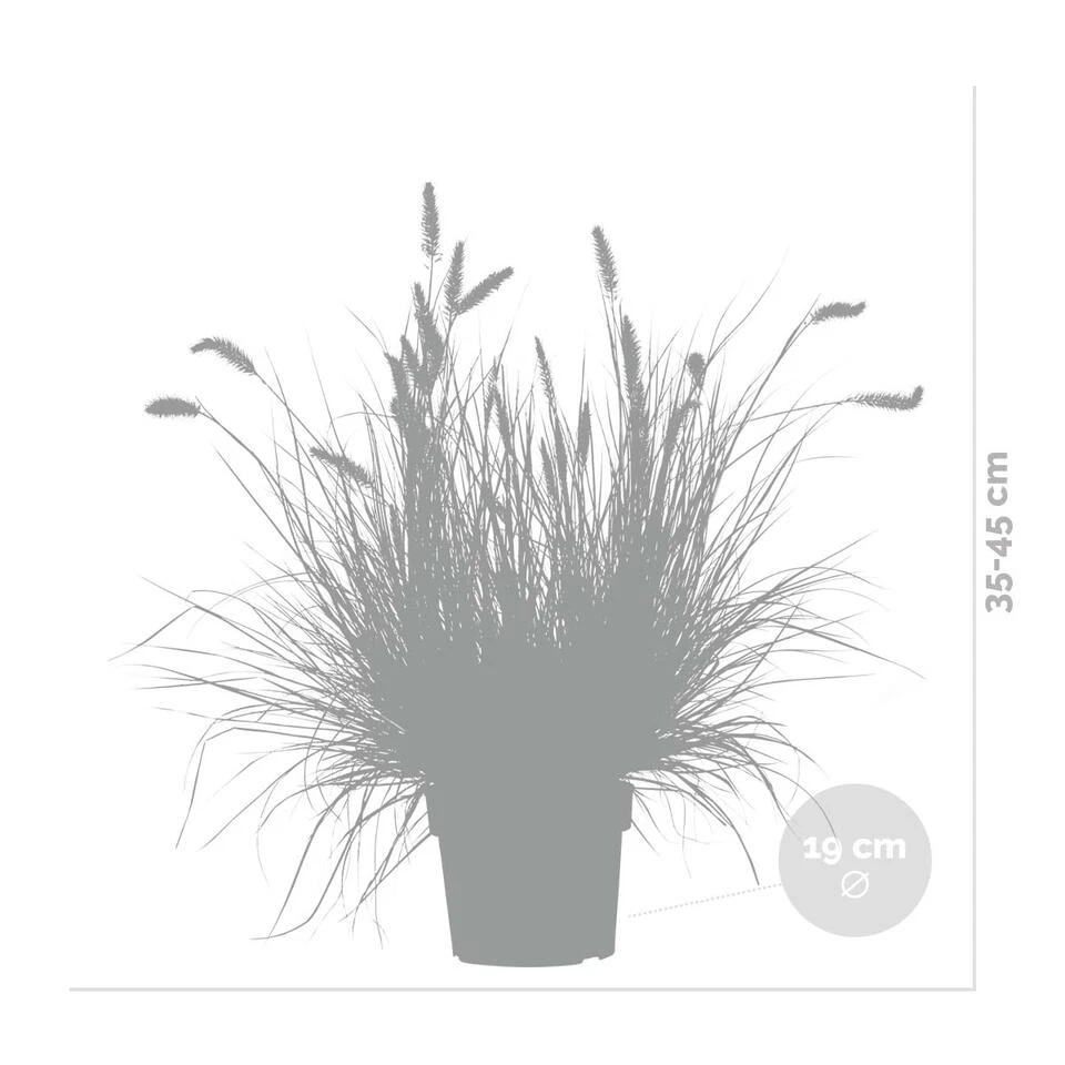 Pennisetum 'Hameln' – Lampenpoetsersgras – Pot 19 CM - Hoogte 35-45 CM 3 Pennisetum 'Hameln' – Lampenpoetsersgras – Pot 19 CM - Hoogte 35-45 CM - Afbeelding 3