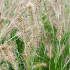 Pennisetum 'Hameln' – Lampenpoetsersgras – Pot 19 CM - Hoogte 35-45 CM 7 Pennisetum 'Hameln' – Lampenpoetsersgras – Pot 19 CM - Hoogte 35-45 CM -Goedkope Planten winkel 1000048602 0103