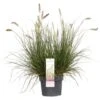 Pennisetum 'Hameln' – Lampenpoetsersgras – Pot 19 CM - Hoogte 35-45 CM -Goedkope Planten winkel 1000048602