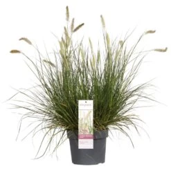 Pennisetum 'Hameln' – Lampenpoetsersgras – Pot 19 CM - Hoogte 35-45 CM