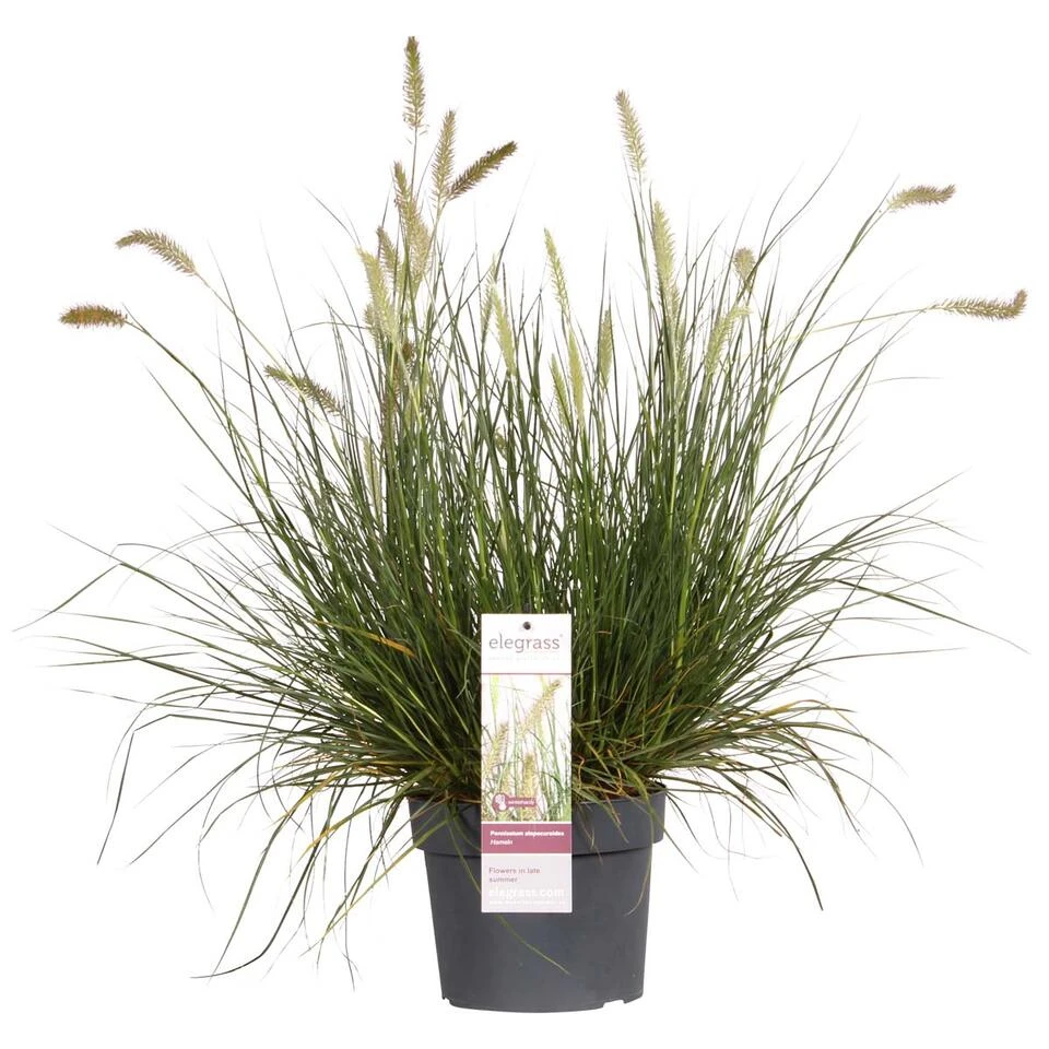 Pennisetum 'Hameln' – Lampenpoetsersgras – Pot 19 CM - Hoogte 35-45 CM 1 Pennisetum 'Hameln' – Lampenpoetsersgras – Pot 19 CM - Hoogte 35-45 CM