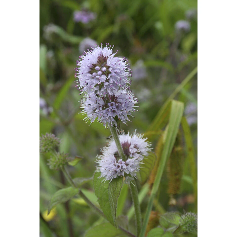 3x Watermunt - Mentha Aquatica - Vijverplant - ⌀ 9 Cm - ↕ 10-20 Cm 2 3x Watermunt - Mentha Aquatica - Vijverplant - ⌀ 9 Cm - ↕ 10-20 Cm - Afbeelding 2