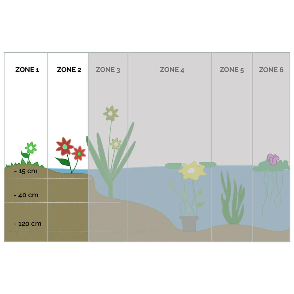 Roze Koffielelie - Schizostylis Mrs Hegarty ⌀ 9 Cm - ↕10-20 Cm 3 Roze Koffielelie - Schizostylis Mrs Hegarty ⌀ 9 Cm - ↕10-20 Cm - Afbeelding 3