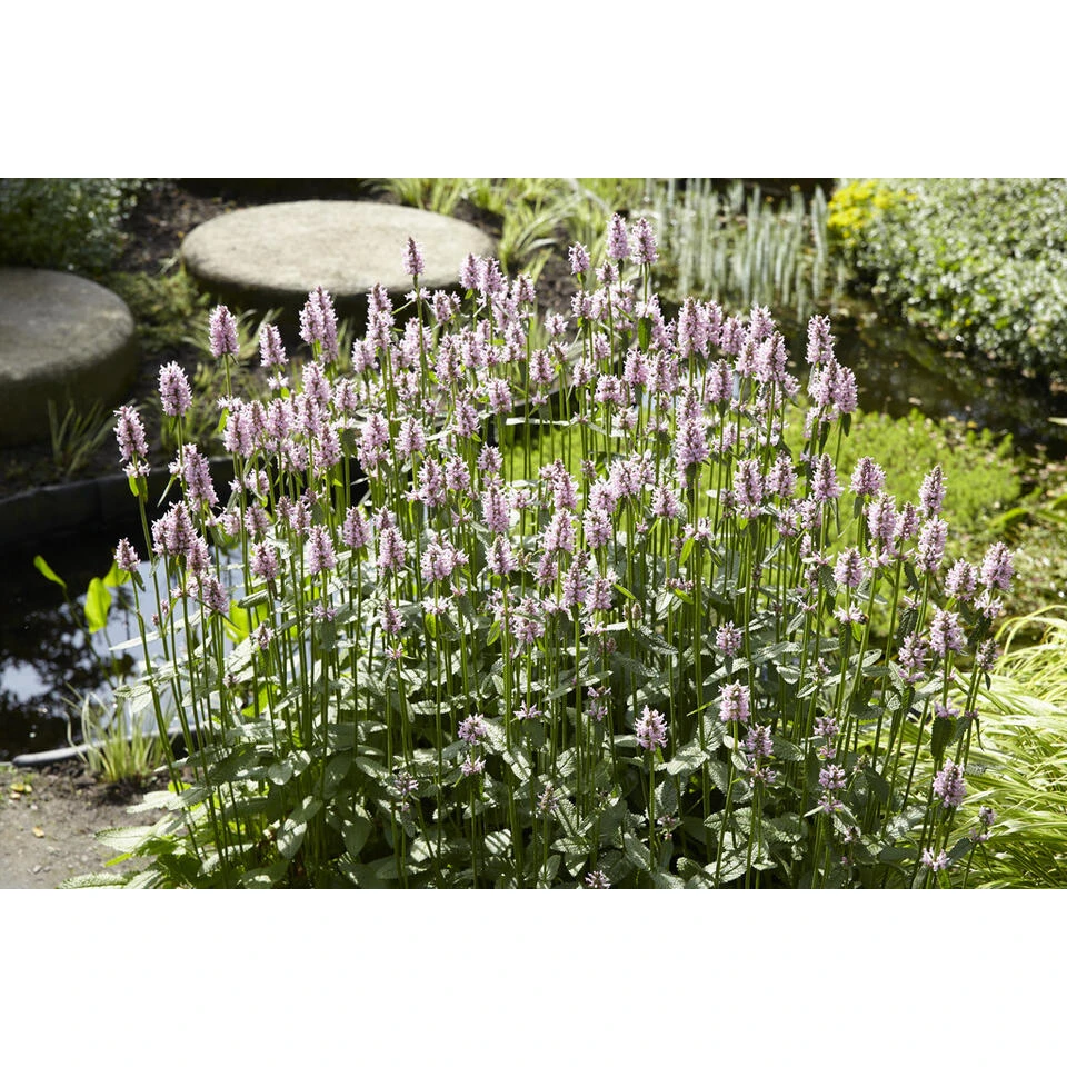 Watermunt - Mentha Aquatica - Per Stuk ⌀ 9 Cm - ↕ 10-20 Cm 3 Watermunt - Mentha Aquatica - Per Stuk ⌀ 9 Cm - ↕ 10-20 Cm - Afbeelding 3