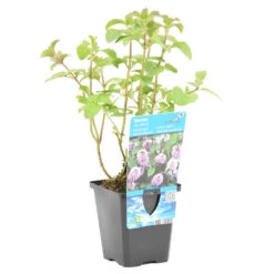 Watermunt - Mentha Aquatica - Per Stuk ⌀ 9 Cm - ↕ 10-20 Cm