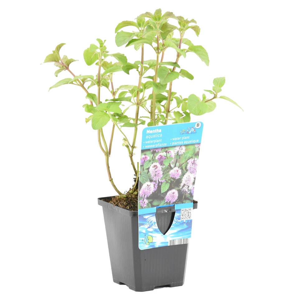 Watermunt - Mentha Aquatica - Per Stuk ⌀ 9 Cm - ↕ 10-20 Cm 1 Watermunt - Mentha Aquatica - Per Stuk ⌀ 9 Cm - ↕ 10-20 Cm