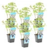 Watermunt - Mentha Aquatica - Per 6 Stuks ⌀ 9 Cm - ↕ 10-20 Cm -Goedkope Planten winkel 1000048689