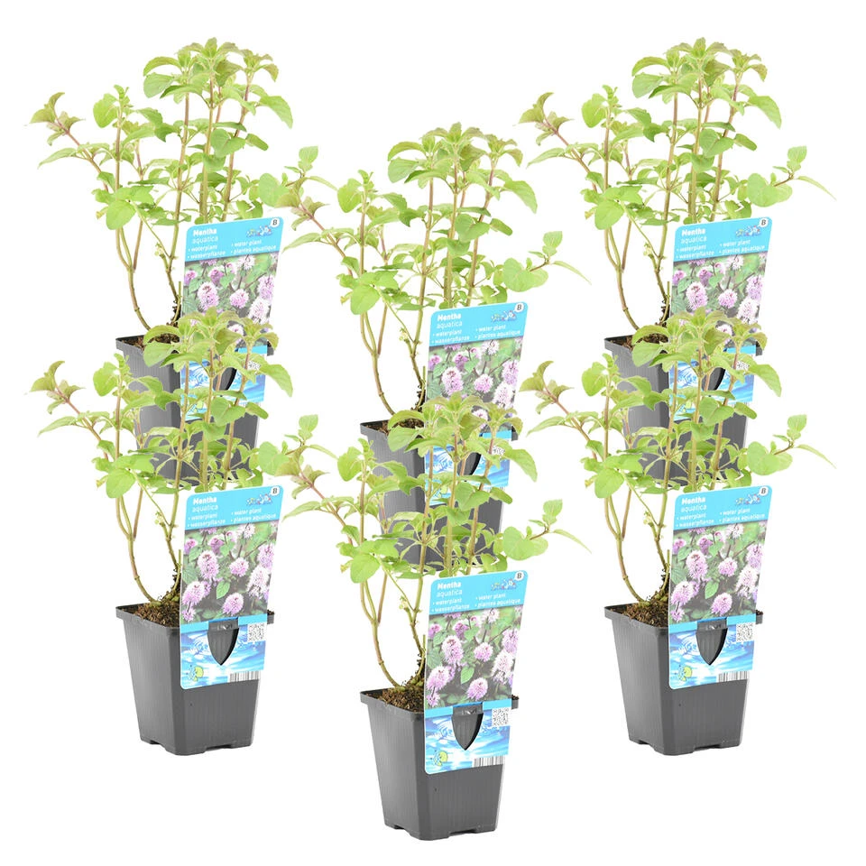 Watermunt - Mentha Aquatica - Per 6 Stuks ⌀ 9 Cm - ↕ 10-20 Cm 1 Watermunt - Mentha Aquatica - Per 6 Stuks ⌀ 9 Cm - ↕ 10-20 Cm