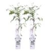 2x Clematis Fenne – Bosrank – Pot 15 CM - Hoogte 60-70 CM