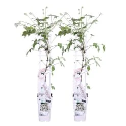 2x Clematis Fenne – Bosrank – Pot 15 CM - Hoogte 60-70 CM