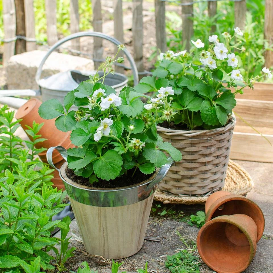 3x Fragaria Delizzimo – Aardbeistruik – ⌀13 Cm – ↕15-20 Cm 4 3x Fragaria Delizzimo – Aardbeistruik – ⌀13 Cm – ↕15-20 Cm - Afbeelding 4