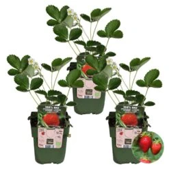 3x Fragaria Delizzimo – Aardbeistruik – ⌀13 Cm – ↕15-20 Cm