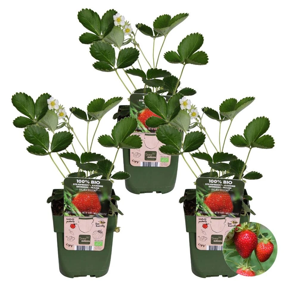 3x Fragaria Delizzimo – Aardbeistruik – ⌀13 Cm – ↕15-20 Cm 1 3x Fragaria Delizzimo – Aardbeistruik – ⌀13 Cm – ↕15-20 Cm