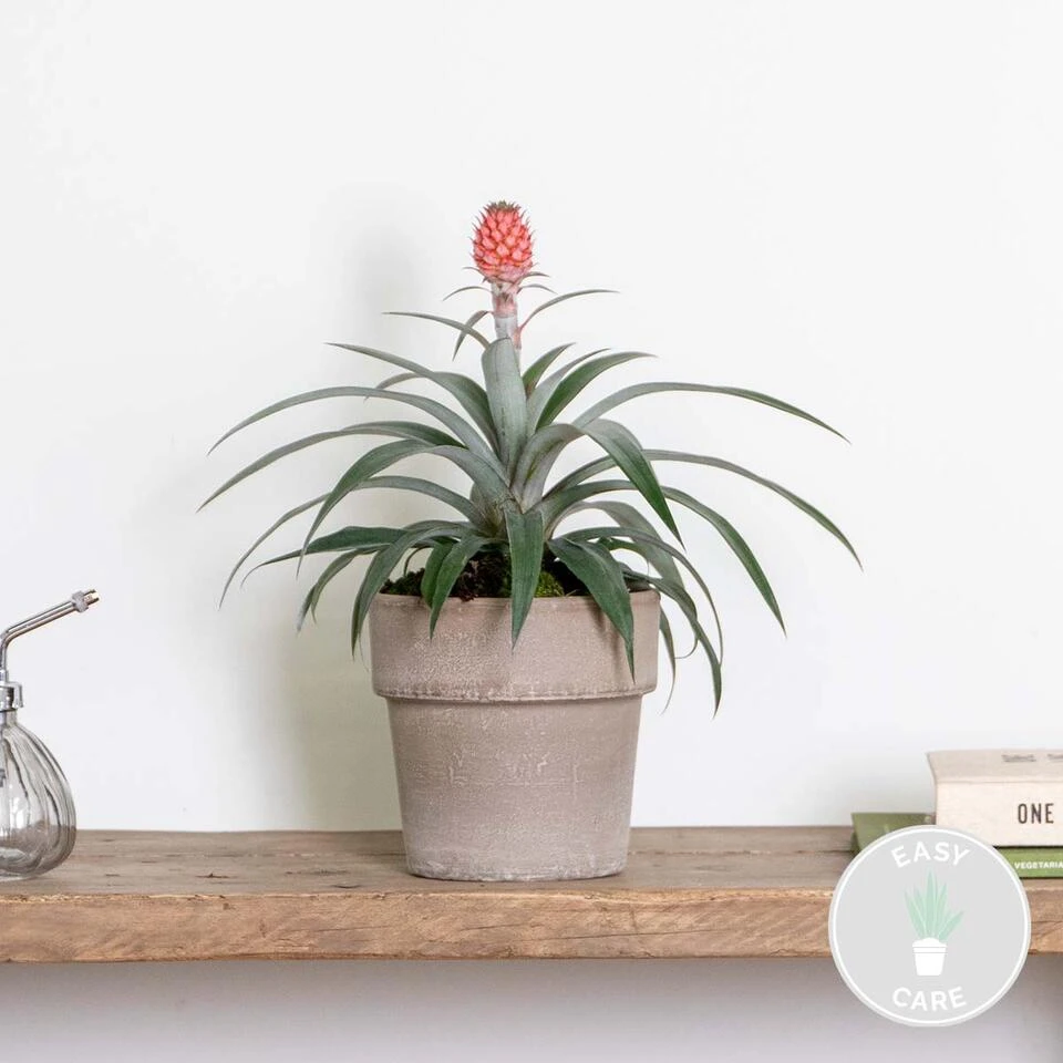 Ananas Comosus 'Rosita' – Ananasplant – ⌀12 Cm – ↕25-30 Cm 2 Ananas Comosus 'Rosita' – Ananasplant – ⌀12 Cm – ↕25-30 Cm - Afbeelding 2