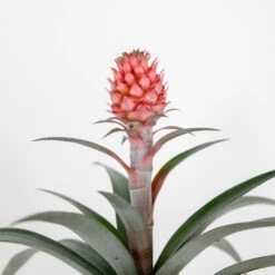 Ananas Comosus 'Rosita' – Ananasplant – ⌀12 Cm – ↕25-30 Cm 6 Ananas Comosus 'Rosita' – Ananasplant – ⌀12 Cm – ↕25-30 Cm -Goedkope Planten winkel 1000051816 0102