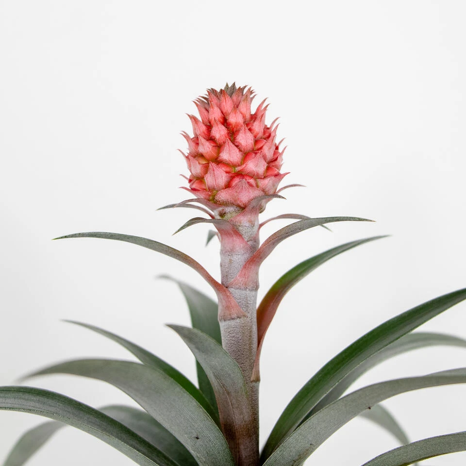 Ananas Comosus 'Rosita' – Ananasplant – ⌀12 Cm – ↕25-30 Cm 3 Ananas Comosus 'Rosita' – Ananasplant – ⌀12 Cm – ↕25-30 Cm - Afbeelding 3