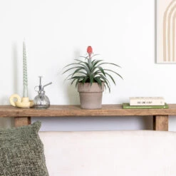 Ananas Comosus 'Rosita' – Ananasplant – ⌀12 Cm – ↕25-30 Cm 7 Ananas Comosus 'Rosita' – Ananasplant – ⌀12 Cm – ↕25-30 Cm -Goedkope Planten winkel 1000051816 0103