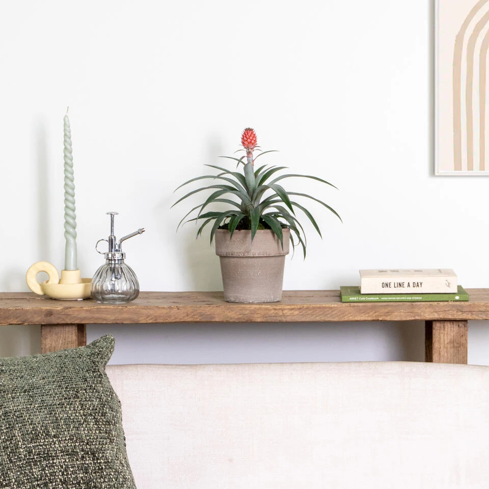 Ananas Comosus 'Rosita' – Ananasplant – ⌀12 Cm – ↕25-30 Cm 4 Ananas Comosus 'Rosita' – Ananasplant – ⌀12 Cm – ↕25-30 Cm - Afbeelding 4