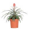 Ananas Comosus 'Rosita' – Ananasplant – ⌀12 Cm – ↕25-30 Cm -Goedkope Planten winkel 1000051816