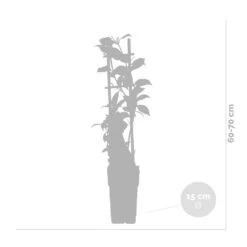 Wisteria Alba – Blauwe Regen - Wit –⌀17 Cm – ↕60-70 Cm 6 Wisteria Alba – Blauwe Regen - Wit –⌀17 Cm – ↕60-70 Cm -Goedkope Planten winkel 1000052334 0102