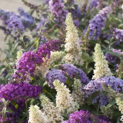Buddleja Davidii 'Tricolor' - Vlinderstruik - ⌀17 Cm - ↕30-40 Cm -Goedkope Planten winkel 1000054469 0101
