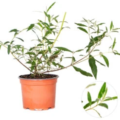 Buddleja Davidii 'Tricolor' - Vlinderstruik - ⌀17 Cm - ↕30-40 Cm -Goedkope Planten winkel 1000054469 0102