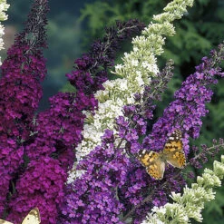 Buddleja Davidii 'Tricolor' - Vlinderstruik - ⌀17 Cm - ↕30-40 Cm -Goedkope Planten winkel 1000054469 0103