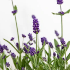 3x Lavandula Angustifolia 'Ardèche Blue' – ⌀10,5 Cm - ↕10-15 Cm -Goedkope Planten winkel 1000055011 0103