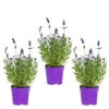3x Lavandula Angustifolia 'Ardèche Blue' – ⌀10,5 Cm - ↕10-15 Cm -Goedkope Planten winkel 1000055011