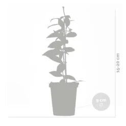 3x Trachelospermum Jasminoides – Toscaanse Jasmijn – ⌀9 Cm - ↕15-20 Cm -Goedkope Planten winkel 1000055018 0102