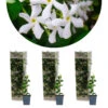 3x Trachelospermum Jasminoides – Toscaanse Jasmijn – ⌀9 Cm - ↕15-20 Cm 8 3x Trachelospermum Jasminoides – Toscaanse Jasmijn – ⌀9 Cm - ↕15-20 Cm -Goedkope Planten winkel 1000055018