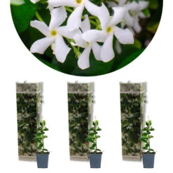 3x Trachelospermum Jasminoides – Toscaanse Jasmijn – ⌀9 Cm - ↕15-20 Cm