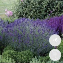 6x Lavandula Angustifolia 'Ardèche Blue' – ⌀10,5 Cm - ↕10-15 Cm -Goedkope Planten winkel 1000055019 0101
