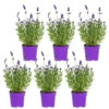 6x Lavandula Angustifolia 'Ardèche Blue' – ⌀10,5 Cm - ↕10-15 Cm 6 6x Lavandula Angustifolia 'Ardèche Blue' – ⌀10,5 Cm - ↕10-15 Cm -Goedkope Planten winkel 1000055019