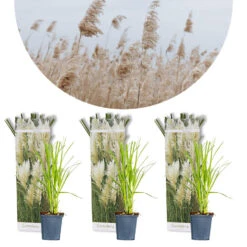 3x Cortaderia Selloana – Pampasgras – ⌀10,5 Cm - ↕20-25 Cm