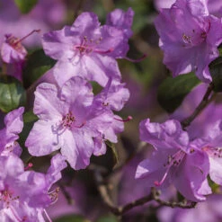 3x Rhododendron Mix – Rhododendron – ⌀09 Cm - ↕15-20 Cm -Goedkope Planten winkel 1000068289 0103