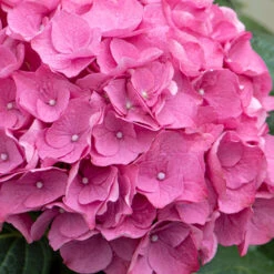 3x Hydrangea 'Early Pink' – Hortensia – ⌀10,5 Cm - ↕20-25 Cm -Goedkope Planten winkel 1000068291 0103