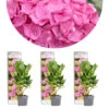 3x Hydrangea 'Early Pink' – Hortensia – ⌀10,5 Cm - ↕20-25 Cm -Goedkope Planten winkel 1000068291