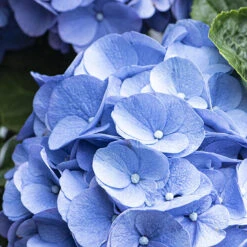3x Hydrangea 'Early Blue' – Hortensia – ⌀10,5 Cm - ↕20-25 Cm -Goedkope Planten winkel 1000068292 0103