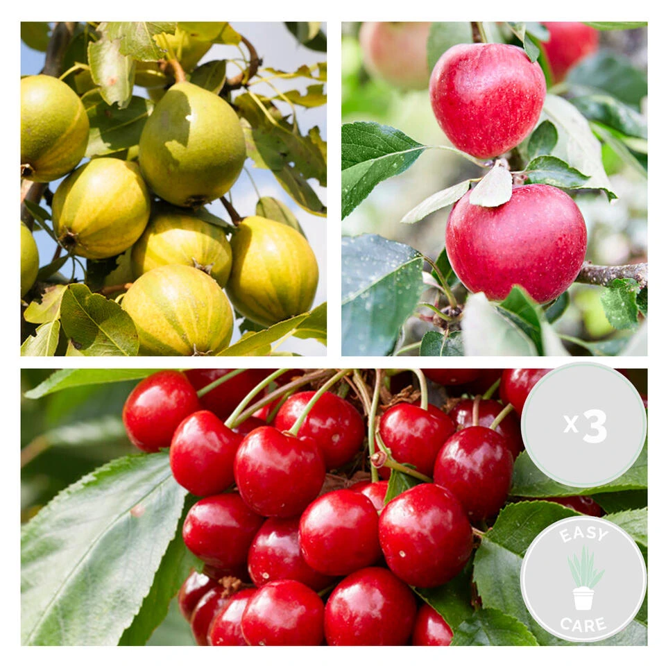 3x Mini Fruit Mix – Fruitbomen – ⌀9 Cm - ↕30-35 Cm 2 3x Mini Fruit Mix – Fruitbomen – ⌀9 Cm - ↕30-35 Cm - Afbeelding 2