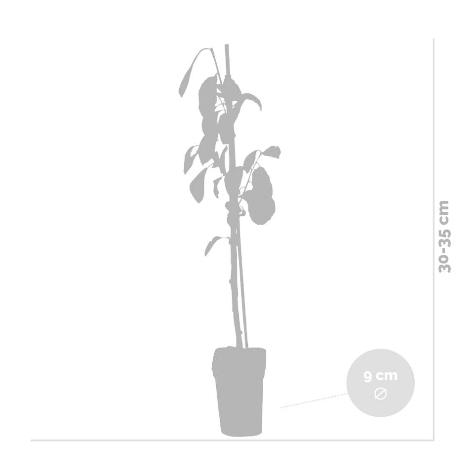 3x Mini Fruit Mix – Fruitbomen – ⌀9 Cm - ↕30-35 Cm 3 3x Mini Fruit Mix – Fruitbomen – ⌀9 Cm - ↕30-35 Cm - Afbeelding 3