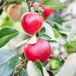 3x Mini Fruit Mix – Fruitbomen – ⌀9 Cm - ↕30-35 Cm 7 3x Mini Fruit Mix – Fruitbomen – ⌀9 Cm - ↕30-35 Cm -Goedkope Planten winkel 1000068293 0103